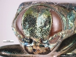 Front of an Emerald Ash Borer's head. Photo Credit: A. Kennedy http://www.forestryimages.org/browse/detail.cfm?imgnum=2159012#sthash.j6C7qBbR.dpuf 